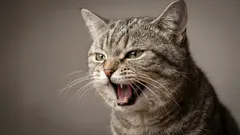 Varför jamar katten på natten? Vanliga orsaker och lösningar som funkar