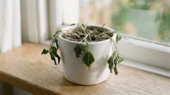 10 tecken på att din växt behöver vatten – så ser du vattenbrist i tid