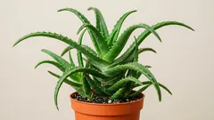 Aloe vera som krukväxt: skötselguide som minskar risken för övervattning
