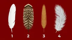 Välj en fjäder: ett snabbt karmatest som visar vad som kan vara på väg tillbaka