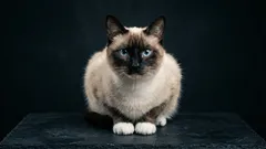 Utomstående bland katter: 5 skönheter som sällan väljs