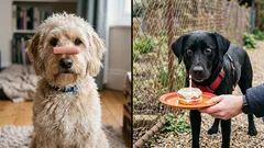 7 fakta om hundpsykologi som kommer att förändra dina träningsmetoder